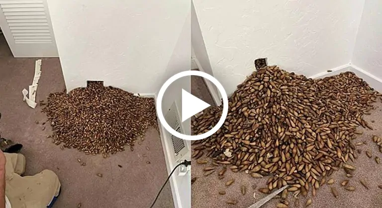 Homem começa a investigar um cheiro forte na parede de sua casa e encontra GRANDE QUANTIDADE de…Ver mais