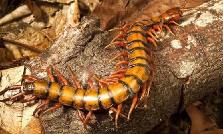 Os especialistas fazem um grande alerta: Se você costuma matar esse bichinho em sua casa, deve parar com urgência